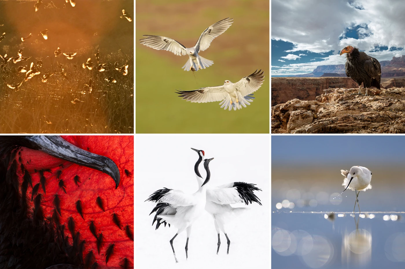 The 2024 Audubon Photo Awards: The Top 100