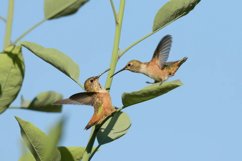 For hungry hummers in need of nectar to fuel their high-speed lives, territorial disputes can get ugly.