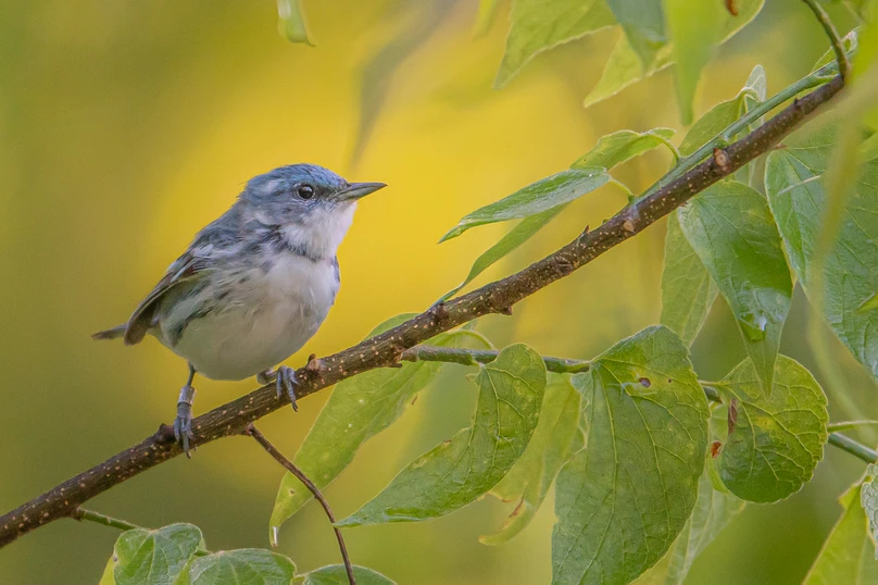 Leading with Solutions that Center Birds and People at Climate Week