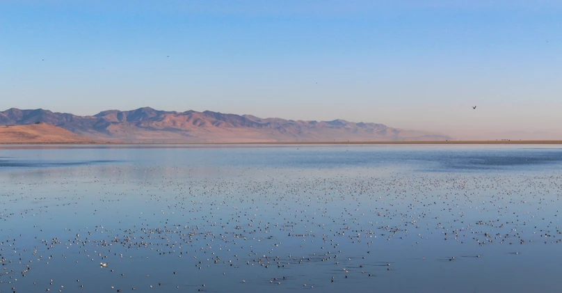 Utah’s 2025 Wildlife Plan Embraces Saline Lake Ecosystems