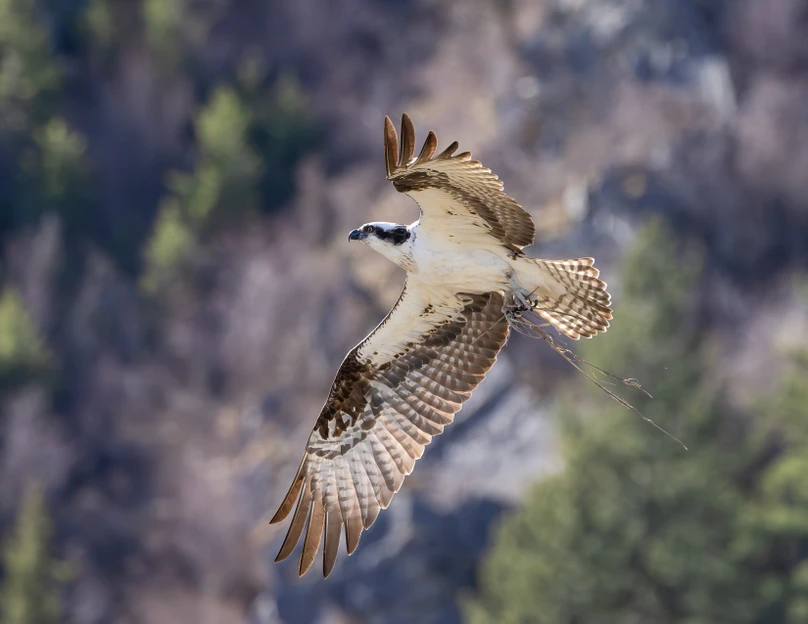 The World’s Oldest Known Osprey Is an Online Sensation—and a Living Indicator of Watershed Health