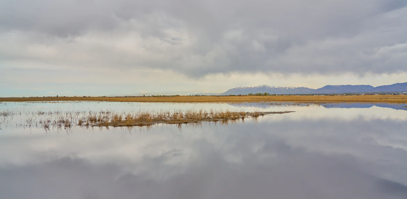 Wetland Restoration Funding Returns Ecological Health to One Habitat