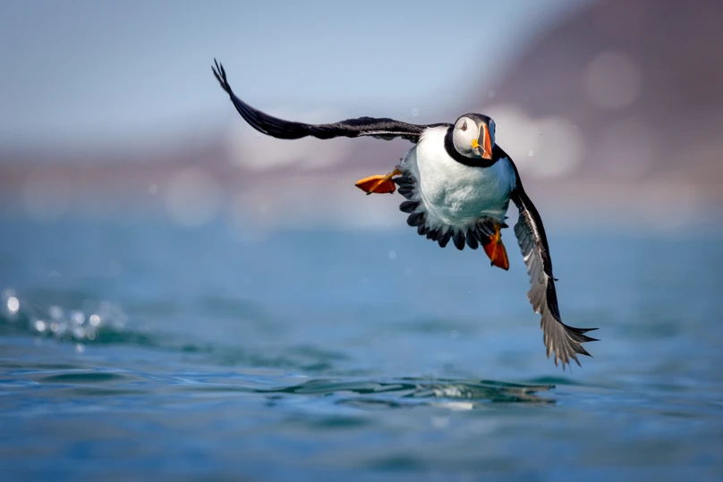 Birds, Science, and Solutions