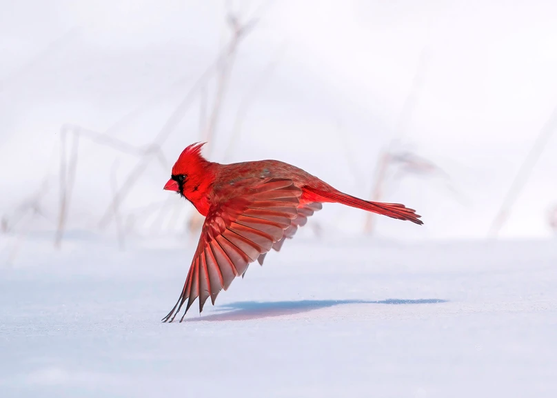 10 Fun Facts About the Northern Cardinal