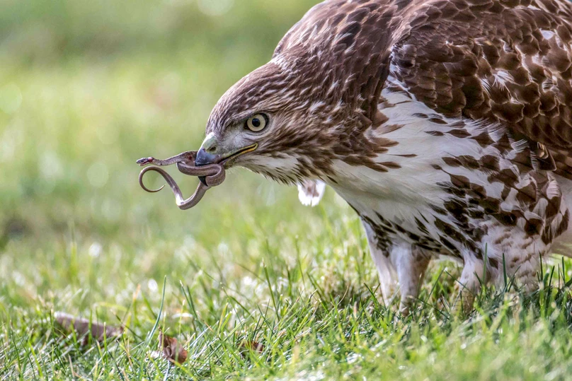 10 Fun Facts About the Red-tailed Hawk