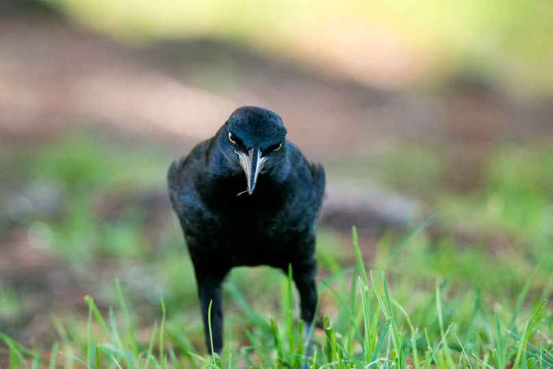 In Praise of the Great-tailed Grackle, a Bird That Doesn’t Need Your Respect