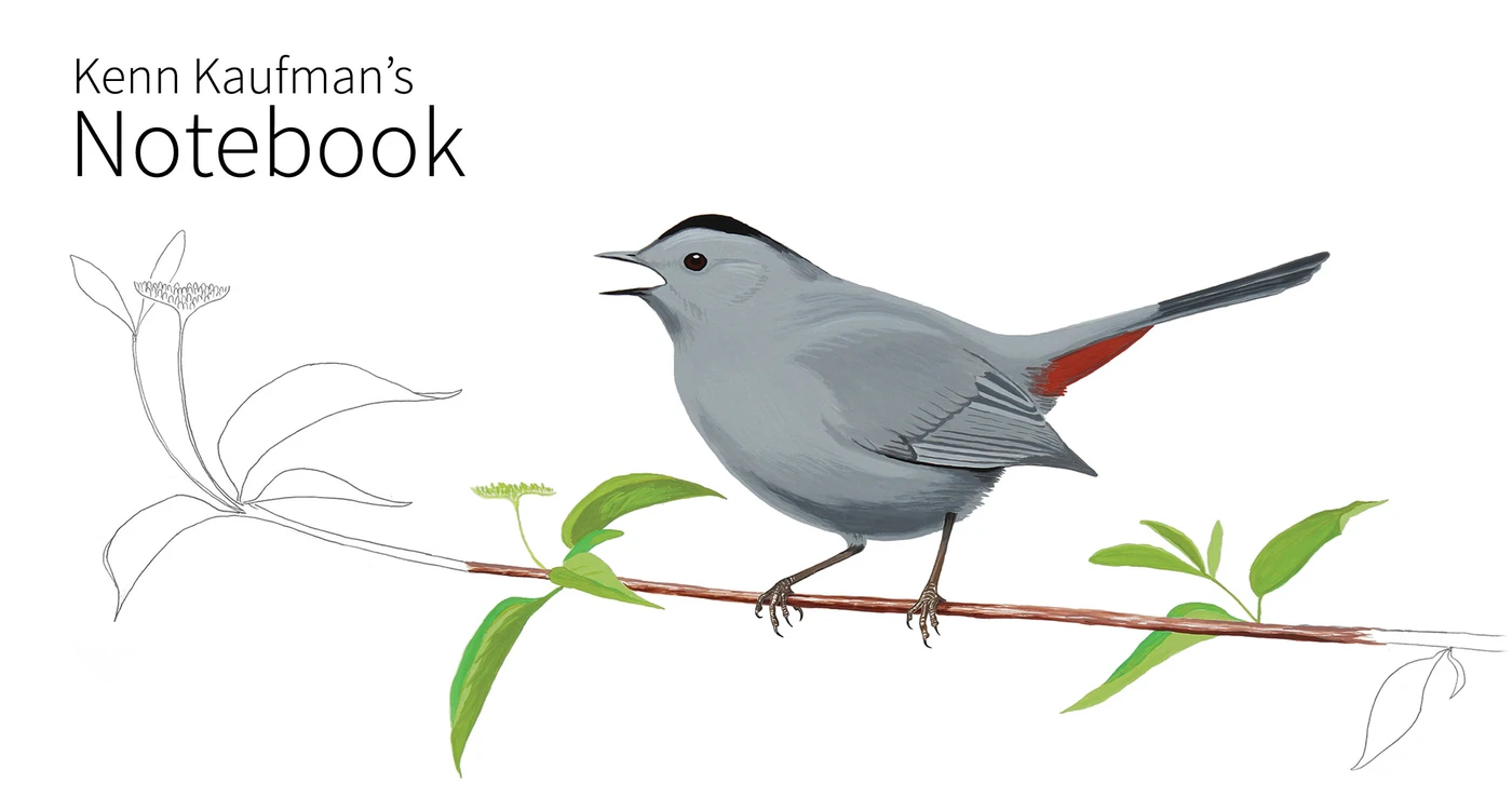 The Catbird Has a Simple Trick to Outsmart Brood Parasites