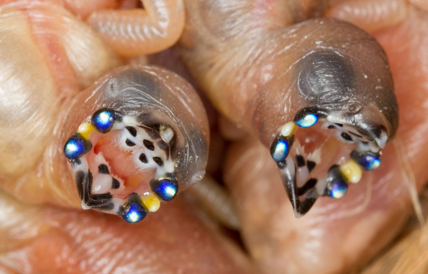 What’s Up With the Weird Mouths of These Finch Chicks?
