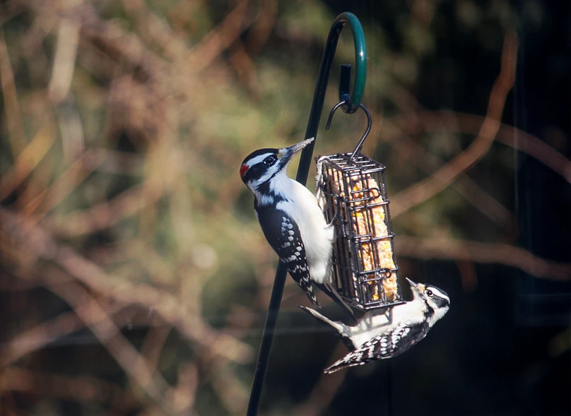 How to Tell a Hairy Woodpecker From a Downy Woodpecker