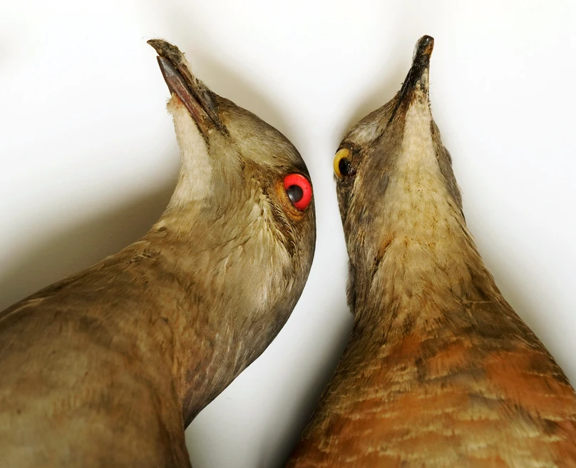 Why the Passenger Pigeon Went Extinct